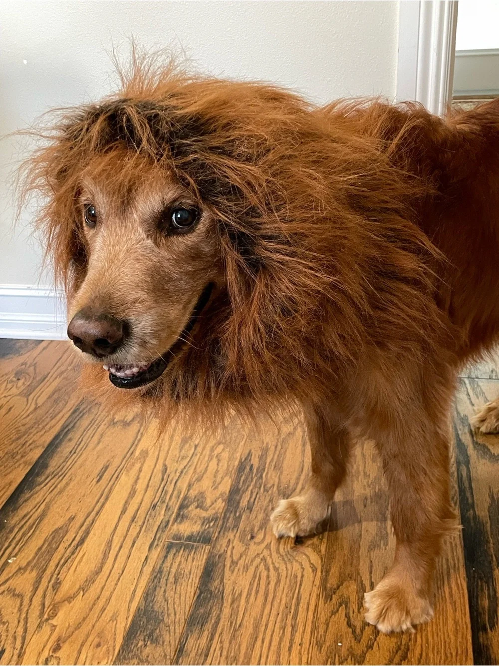 Pet Dog Costume Lion Mane